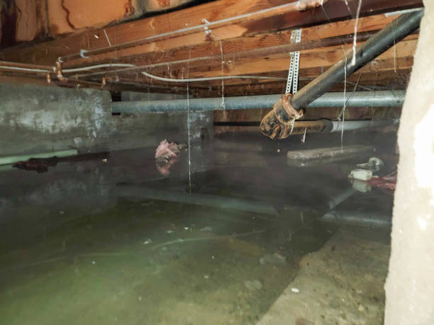 Best Water damage restoration specialists  in Elkins Rk, PA